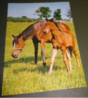 Paarden - Horses - Pferde - Cheveaux - Paard - Paard Met Veulen - Op Grazige Weide - Chevaux