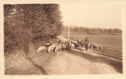 Hendaye * Carte Photo Photographe Photo F. Ocana * Berger Troupeau Mouton  - Hendaye