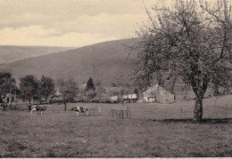 CP WANNE Panorama De Wanneranval Et La Vallée Vers L'Amblève - Trois-Ponts