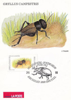 CPM  LA POSTE - TP 2634  Obl Musée Postal Bruxelles  3 V 1996  Nature Insecte Grillon Champêtre - 1991-2000