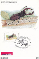 CPM  LA POSTE - TP 2632  Obl  Musée Postal Bruxelles 3 V 1996  Nature Insecte Lucane Cerf-volant - 1991-2000