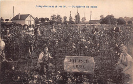 77-GRISY-SUISNES-  CUEILLETTE DE ROSES - JOUAS-R GRISY - Otros & Sin Clasificación