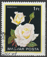 Timbre Oblitéré N° 2806(Yvert) Hongrie 1982 - Fleurs, Rose Pascali - Gebraucht