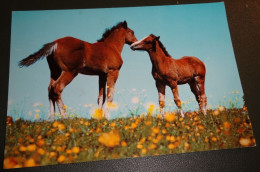 Paarden - Horses - Pferde - Cheveaux - Paard - Samen Met Veulen In Weide - Chevaux