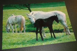 Paarden - Horses - Pferde - Cheveaux - Paard - Witte En Zwarte - Chevaux