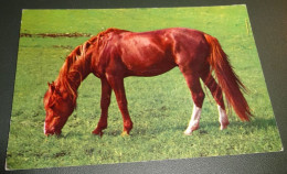 Paarden - Horses - Pferde - Cheveaux - Paard - Roodbruine Witvoet - Grazen Van Het Gras - Chevaux