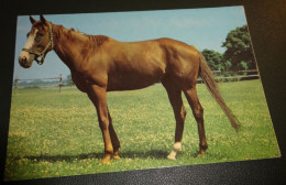 Paarden - Horses - Pferde - Cheveaux - Paard - Grijszwart - Chevaux