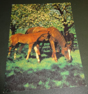 Paarden - Horses - Pferde - Cheveaux - Paard - Met Veulen Onder De Bloesemboom - Horses