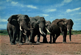 K9 - Carte Postale Animaux - African Wild Life - Eléphant - Éléphants