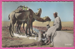 ALGÉRIE - OUARGLA (TERRITOIRE DE TOUGGOURT) - UN POINT D'EAU - Homme - Chameaux - CPM Dentelée Colorisée Petit Format - Ouargla