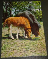 Paarden - Horses - Pferde - Cheveaux - Paard - Met Veulen Aan De Voederbak - Chevaux