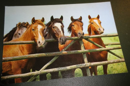 Paarden - Horses - Pferde - Cheveaux - Paard - Vijf Paarden Aan Het Hek - Horses