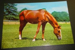 Paarden - Horses - Pferde - Cheveaux - Paard - Grazen In De Wei - Chevaux