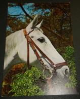 Paarden - Horses - Pferde - Cheveaux - Paard - Schimmel - Hoofd - En Profil - Horses