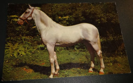Paarden - Horses - Pferde - Cheveaux - Paard - Mooie Pose Schimmel - Chevaux