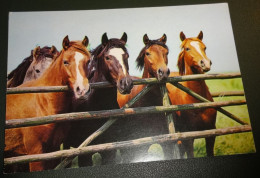 Paarden - Horses - Pferde - Cheveaux - Paard - Vijf Paarden Aan Het Hek - Chevaux