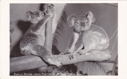 California San Diego Zoo Koala Bears From Australia Real Photo - San Diego