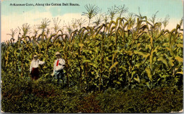 Arkansas Corn Along The Cotton Belt Route Curteich - Other & Unclassified