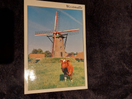 Postkaart Westmalle - Malle