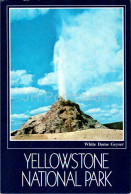 Yellowstone National Park - White Dome Geyser - B15132 - USA - Unused - Yellowstone