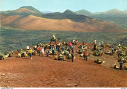 Lanzarote - Montanas Del Fuego - Descanso De Camellos - Lanzarote