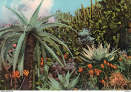 Un Beau Jardin De Plantes Exotiques (Monaco) - Jardin Exotique
