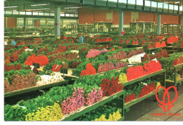 Aalsmeer : Marché Aux Fleurs - Aalsmeer