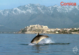 DAUPHIN EN BAIE DE CALVI COULEUR REF 8829 SGD - Dauphins