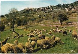 83  Montauroux  - Vue Generale  Et Moutons  Au Paturage - Montauroux