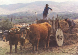 Macedo De Cavaleiros - Carro De Bois = Oxen = Boeufs = Ochsen = Bueyes - Bragança