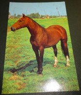 Paarden - Horses - Pferde - Cheveaux - Paard - In De Weide Bij Een Weg - Chevaux