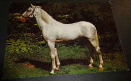 Paarden - Horses - Pferde - Cheveaux - Paard - Glanzende Schimmel - Chevaux