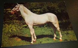 Paarden - Horses - Pferde - Cheveaux - Paard - Glanzende Schimmel - Chevaux