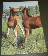 Paarden - Horses - Pferde - Cheveaux - Paard - Wie Is Hier De Baas - Chevaux