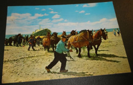 Paarden - Horses - Pferde - Cheveaux - Paard - Trekken Reddingsboot Uit Zee - Ameland - Hollum - Chevaux