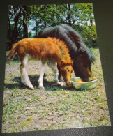 Paarden - Horses - Pferde - Cheveaux - Paard - Met Veulen Aan De Voederbak - Chevaux