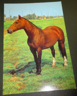 Paarden - Horses - Pferde - Cheveaux - Paard - In De Weide Bij Een Weg - Chevaux