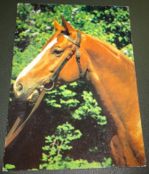 Paarden - Horses - Pferde - Cheveaux - Paard - Monter - Chevaux