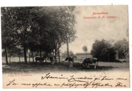 ZAVENTEM - Saventhem - Campagne De M. Lambert - Verzonden 1903 - Uitgave Vercouter - Met Takszegel - Afstempeling Anvers - Zaventem