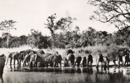 FAUNE AFRICAINE, TROUPEAU D ELEPHANTS SE DESALTERANT REF 8849 PAR - Éléphants