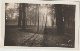 Lorraine , Arbre , Forêt , Série  Jové - Lorraine