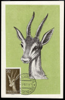 SPANISH SAHARA(1957) Mountain Gazelle. Maximum Card With First Day Cancel. Scott No 83, Yvert No 122.  - Sahara Español