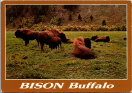 Bison Or Buffalo Yellowstoen National Park - Taureaux