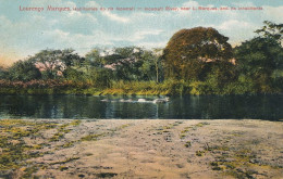 Incomati River And Its Inhabitants Hippopotamus Hippopotame Hand Colored - Hippopotamuses