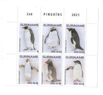 Suriname 2021 -  Fauna - Penguins - Surinam