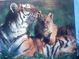 TIGRE TIGRI E COCCIOLO BABY TIGER  S1985 JL380 - Tigres