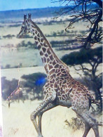 GIRAFFA GIRAFE AFRICA  S1991 JL381 - Giraffes