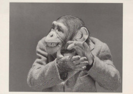 MONO Animales Vintage Tarjeta Postal CPSM #PAN989 - Monos