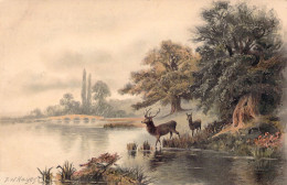 Illustration Signée F W HAYES - Cerf Et Sa Femelle Au Bord De L'eau - Carte Postale Ancienne - Sonstige & Ohne Zuordnung