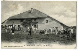 Châlet Des Cerny Près Ballaigues (vaches Au Paturage, Animation, Costume Armailli) Circulé 1906 - Ballaigues